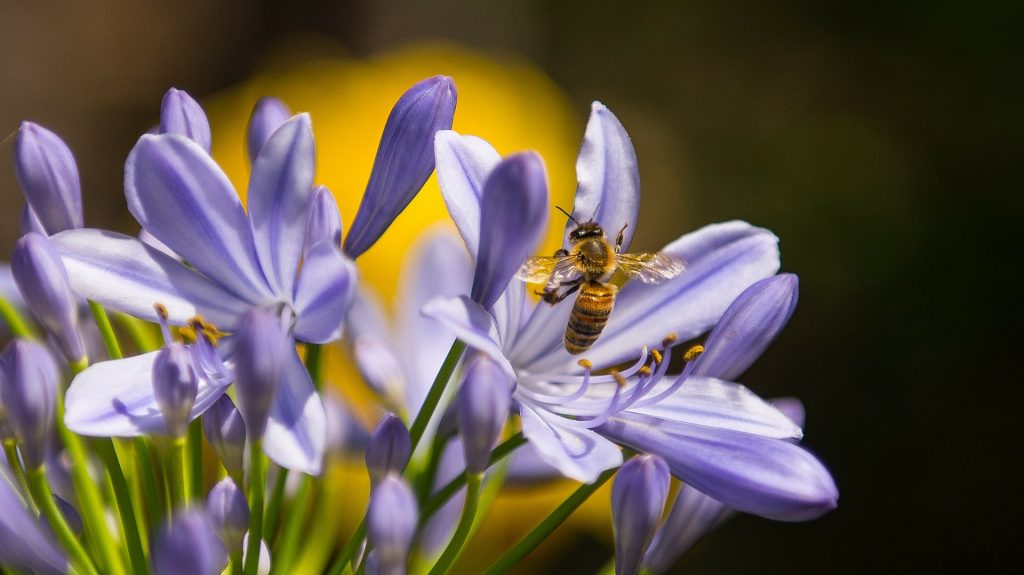 abeille sur une fleur permaculture